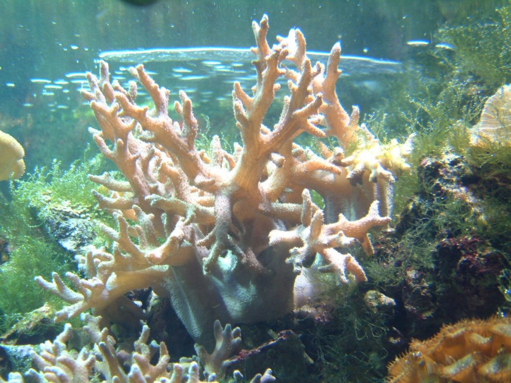 The importance of the Coral Reef