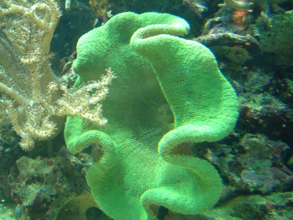 Coral