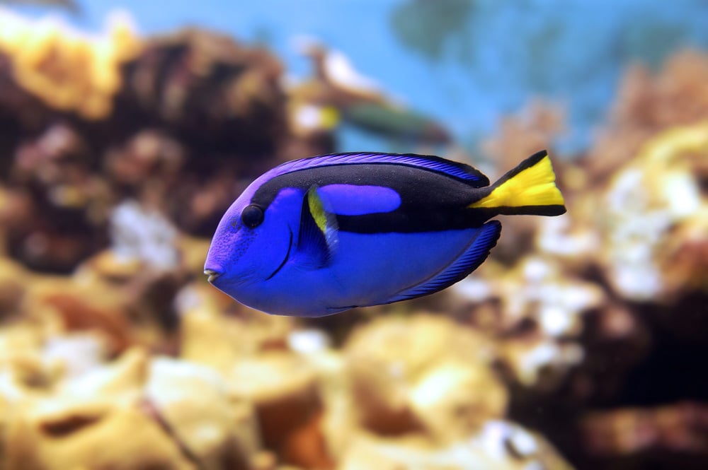 Animals | Discover | Blue Planet Aquarium