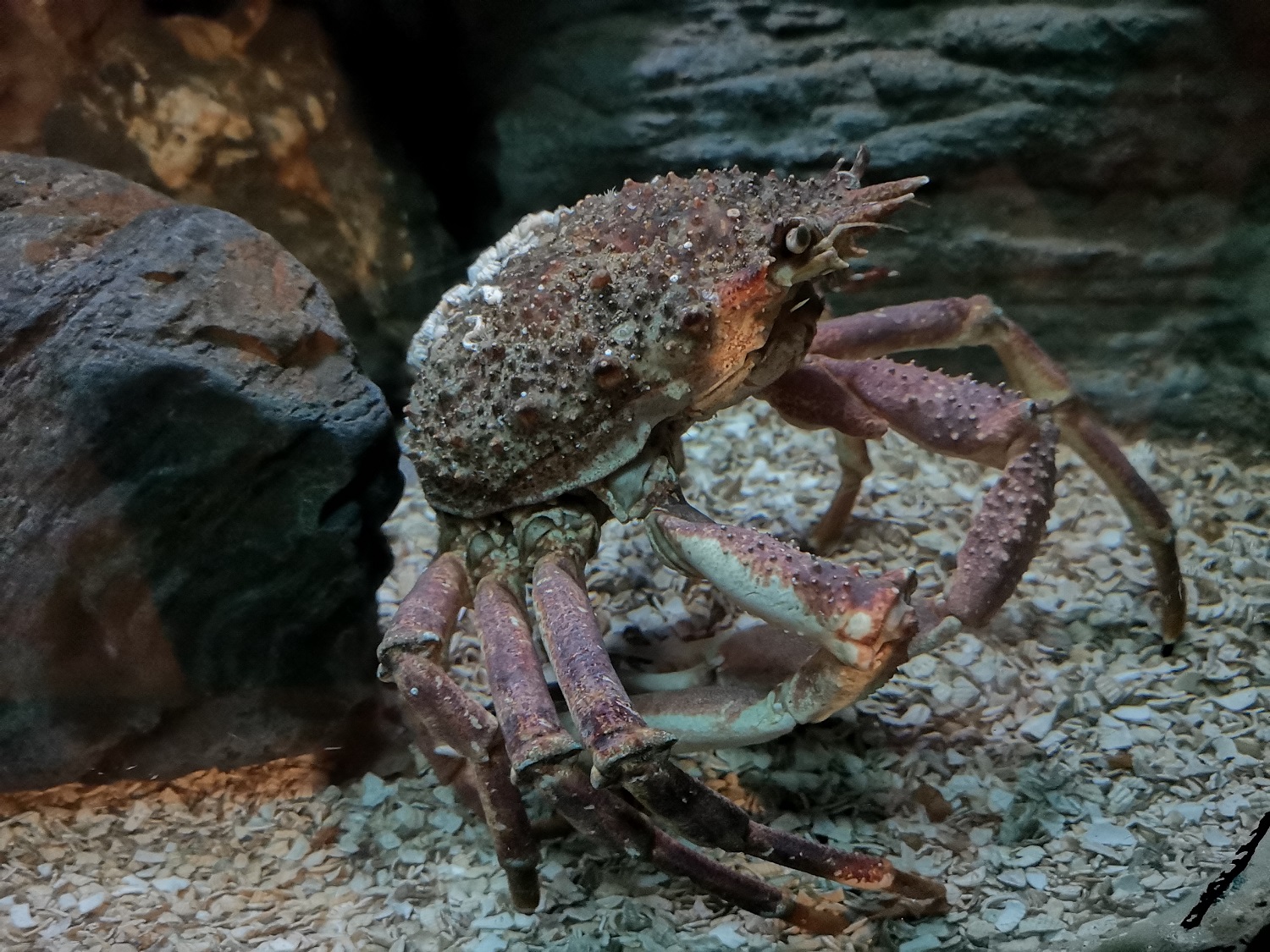 Spiny Spider Crab, Animals, Discover