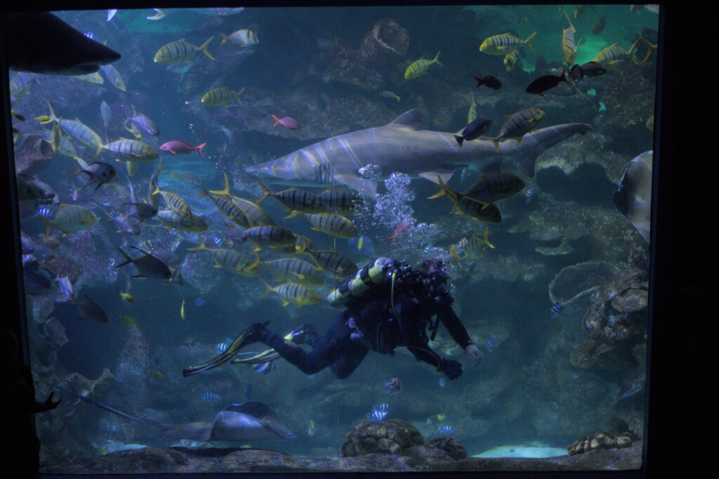 Diver and sand tiger shark in Aquatheatre