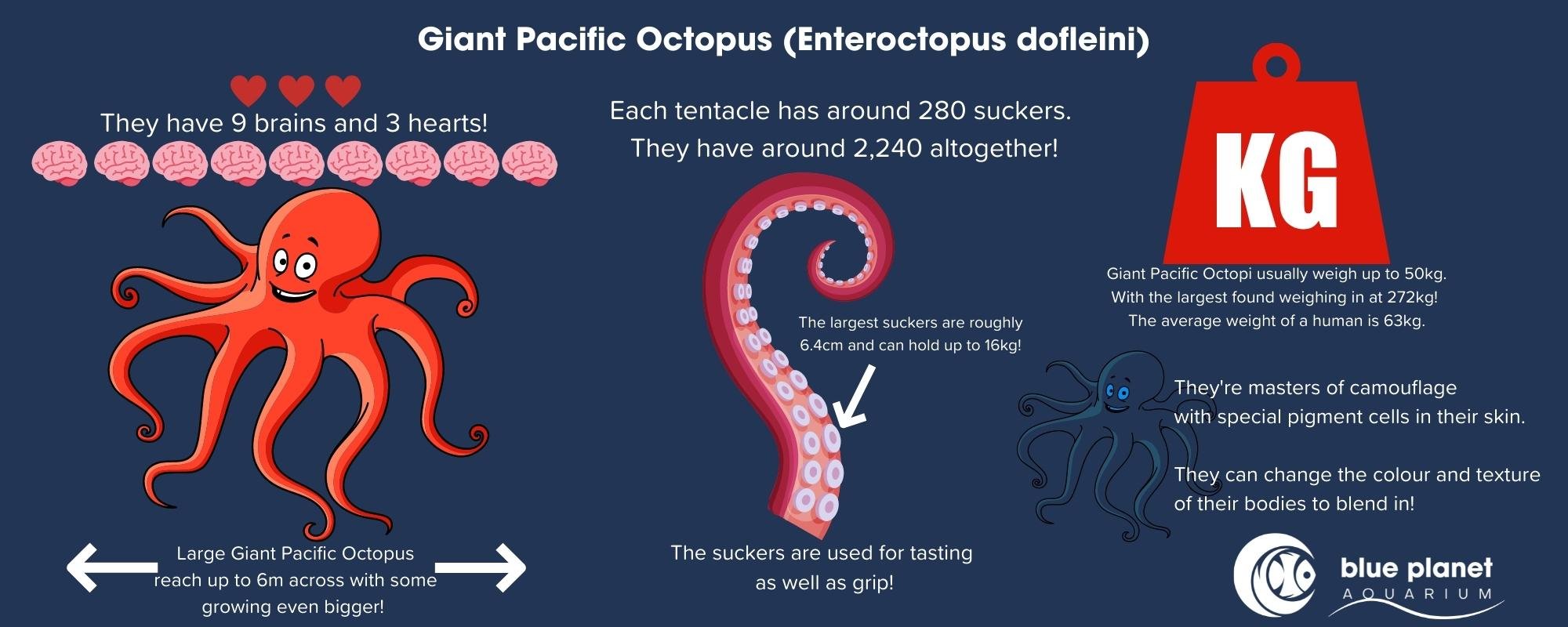 Giant Pacific Octopus fact infographic