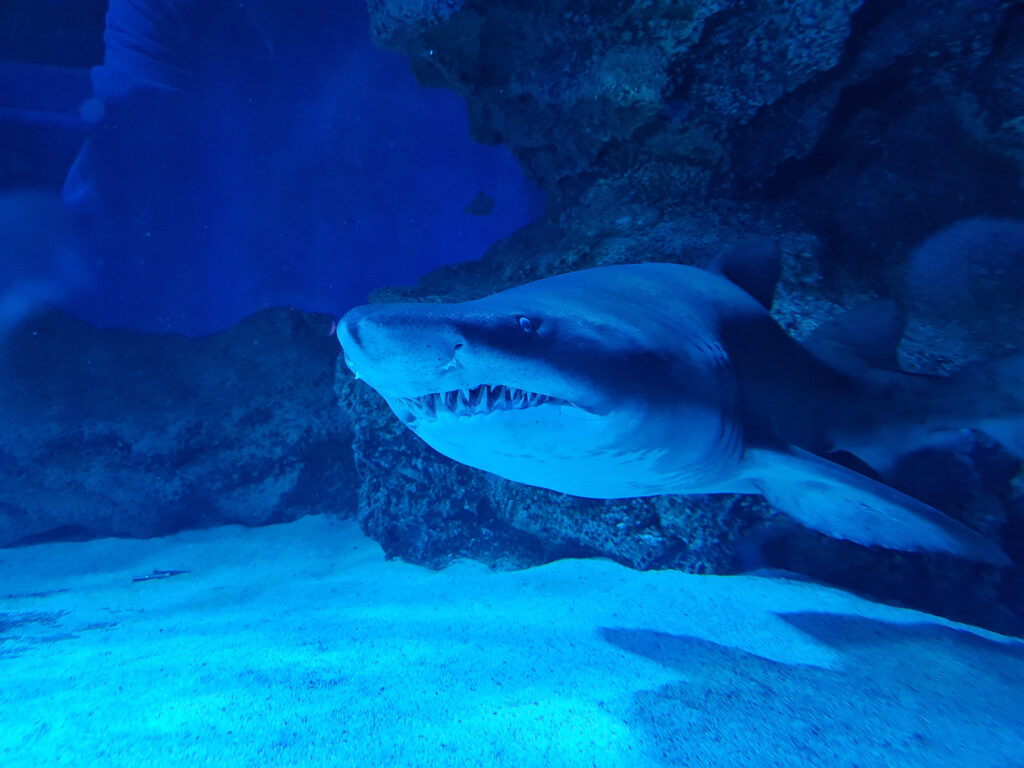 Sand tiger shark