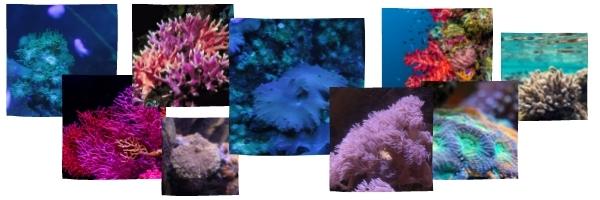 series of small images showing coral