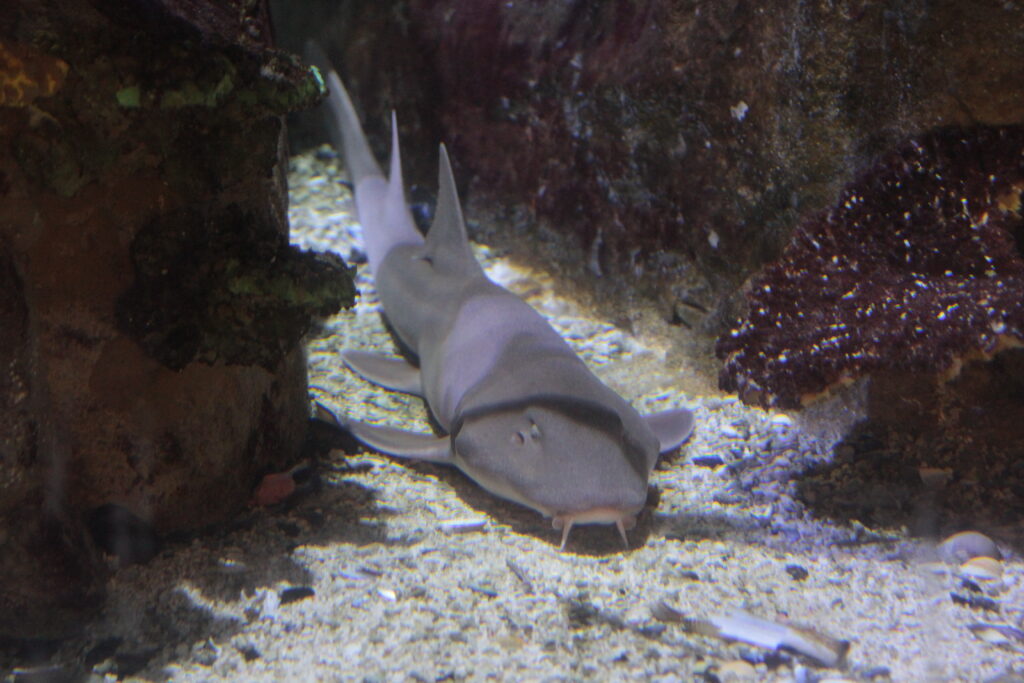 Arabian Bamboo Shark