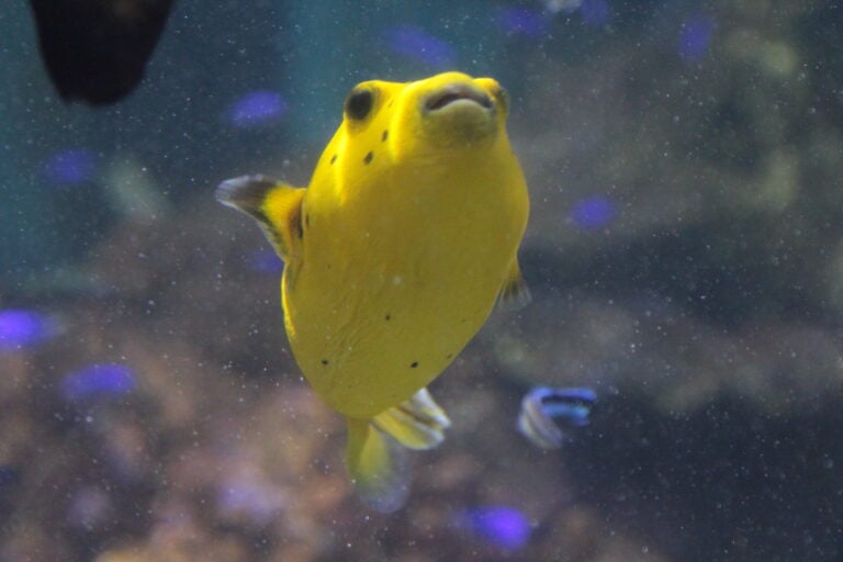 Golden Dog Faced Pufferfish