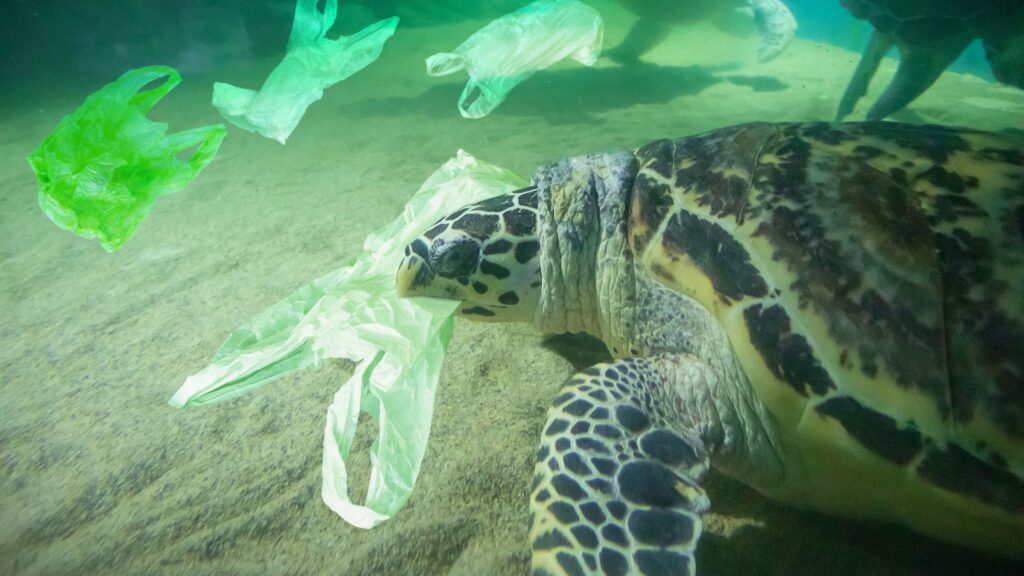 Sea turtle with a plastic bag