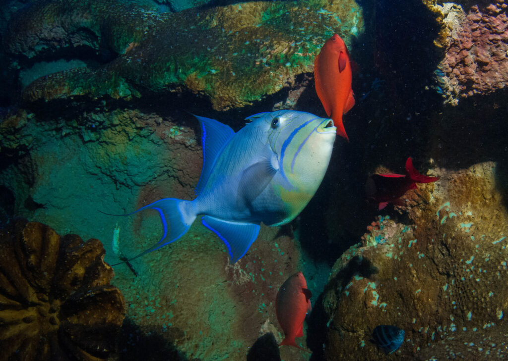 Queen Triggerfish