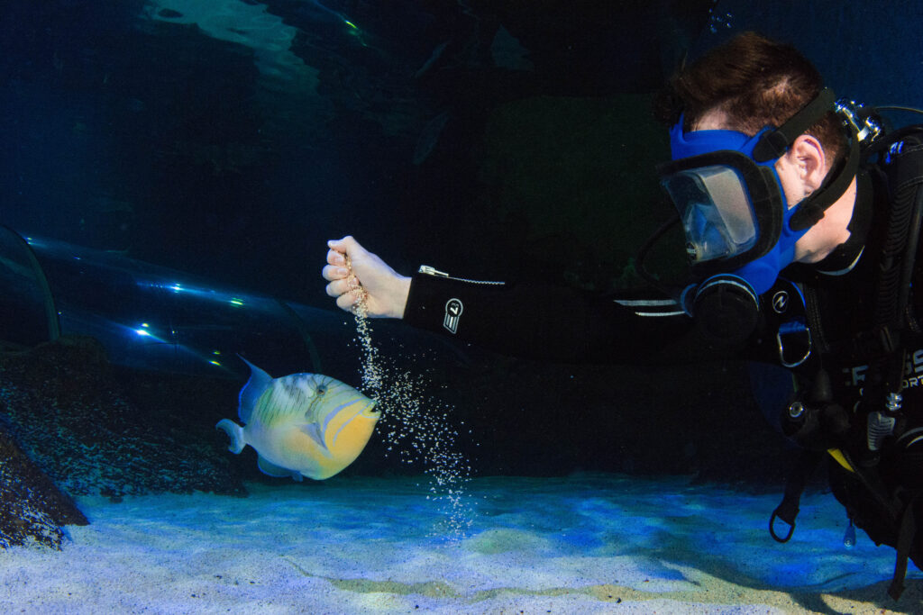 Diver with Freddie the Queen Triggerfish