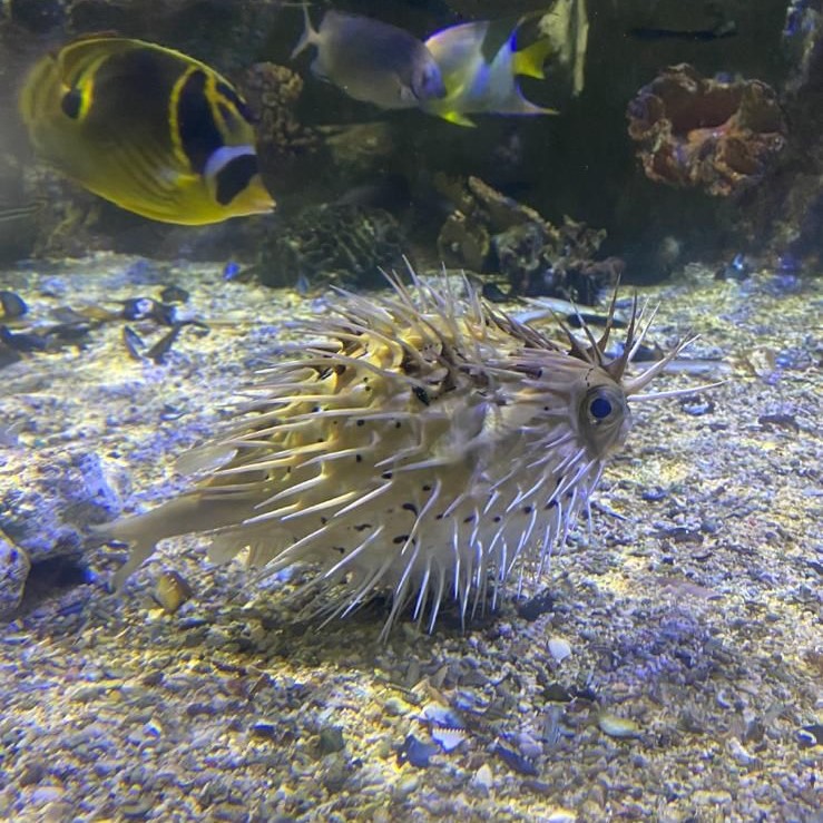 long spined porcupinefish morning stretch