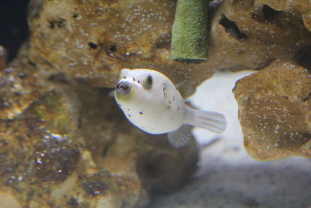 dogface pufferfish