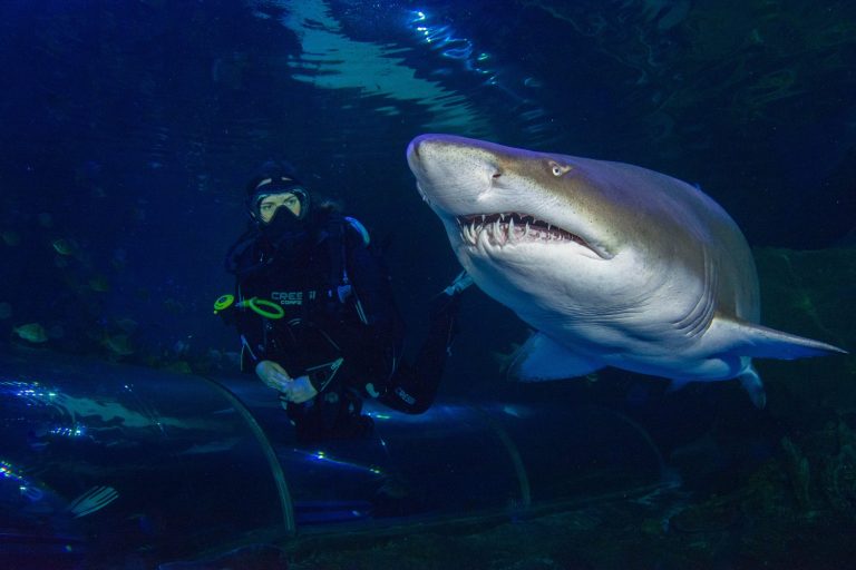 Diver swimming next to Shark at Blue Planet Aquarium