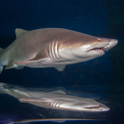 Shark & reflection on underwater tunnel at Blue Planet Aquarium