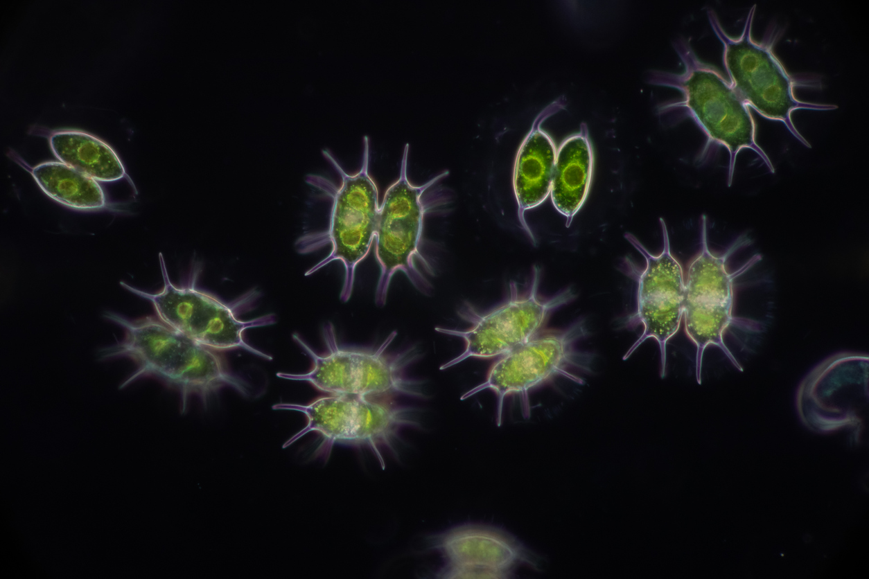 The Ocean Food Chain: Explained Biology Diagrams