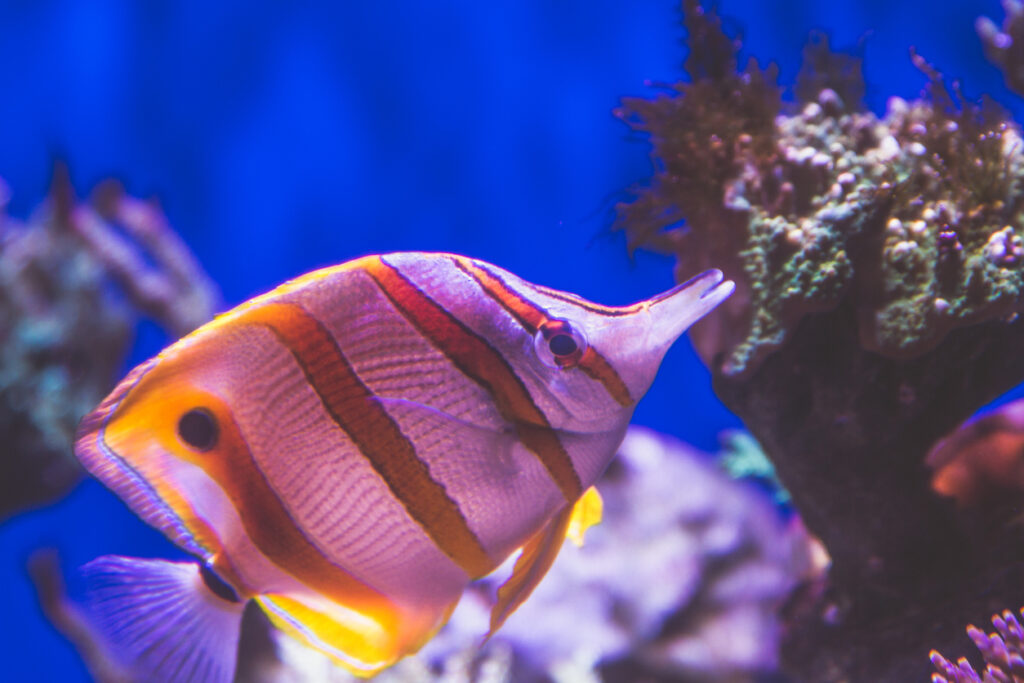 Orange and white butterflyfish