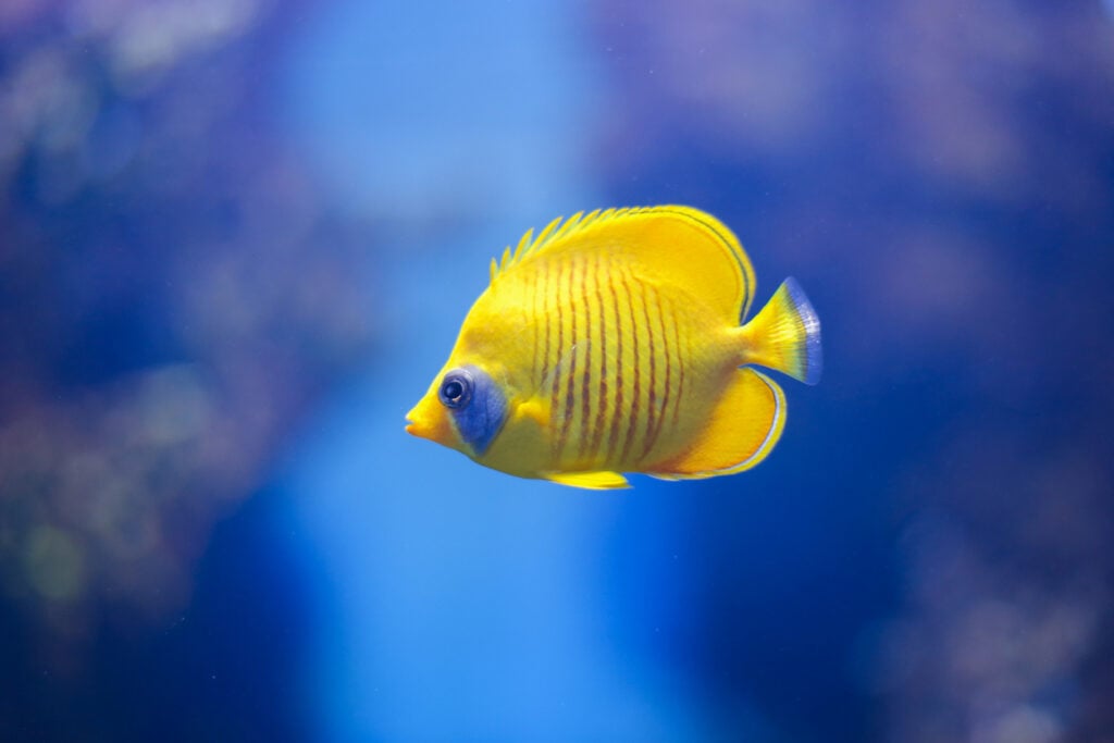 yellow butterflyfish