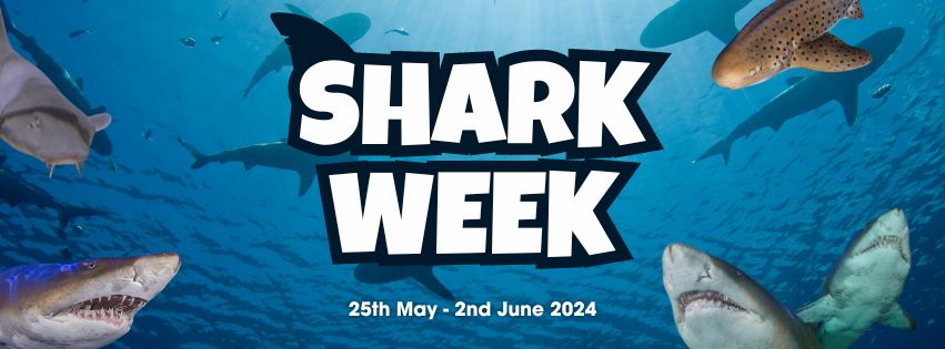 Shark week 25th may - 2nd June 2024 with image of sharks in the ocean.