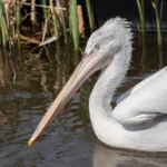 Dalmatian Pelican gliding on water with reeds in the background