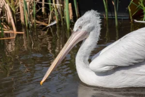 Dalmatian Pelican gliding on water with reeds in the background