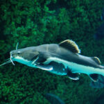 Red tailed catfish