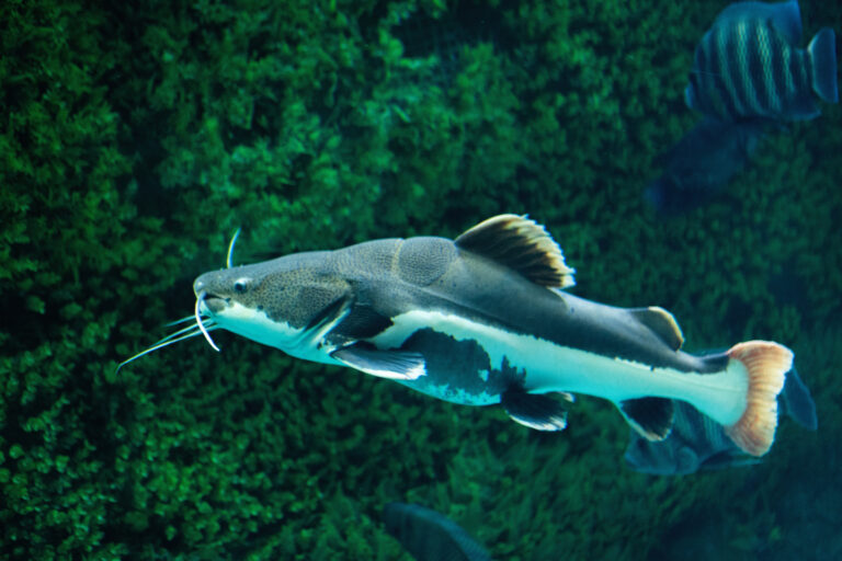 Red tailed catfish