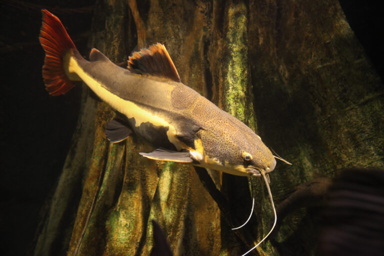 Pseudoplatystoma Fasciatu
