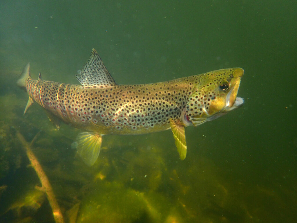 a trout attempts to break free from a fisherman's fly in Quake lake, South Western Montana