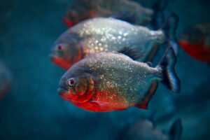 Two Red bellied Piranhas swimming