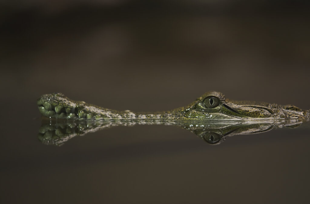 Australian Johnston's Freshwater Crocodile