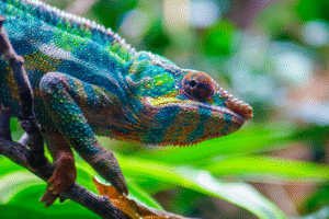 Close up of a Chameleon walking along a branch