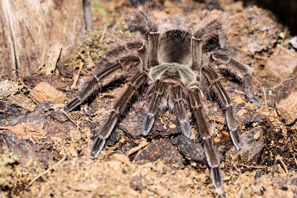 South American young female Goliath Birdeater. Rainforest dwelling tarantula
