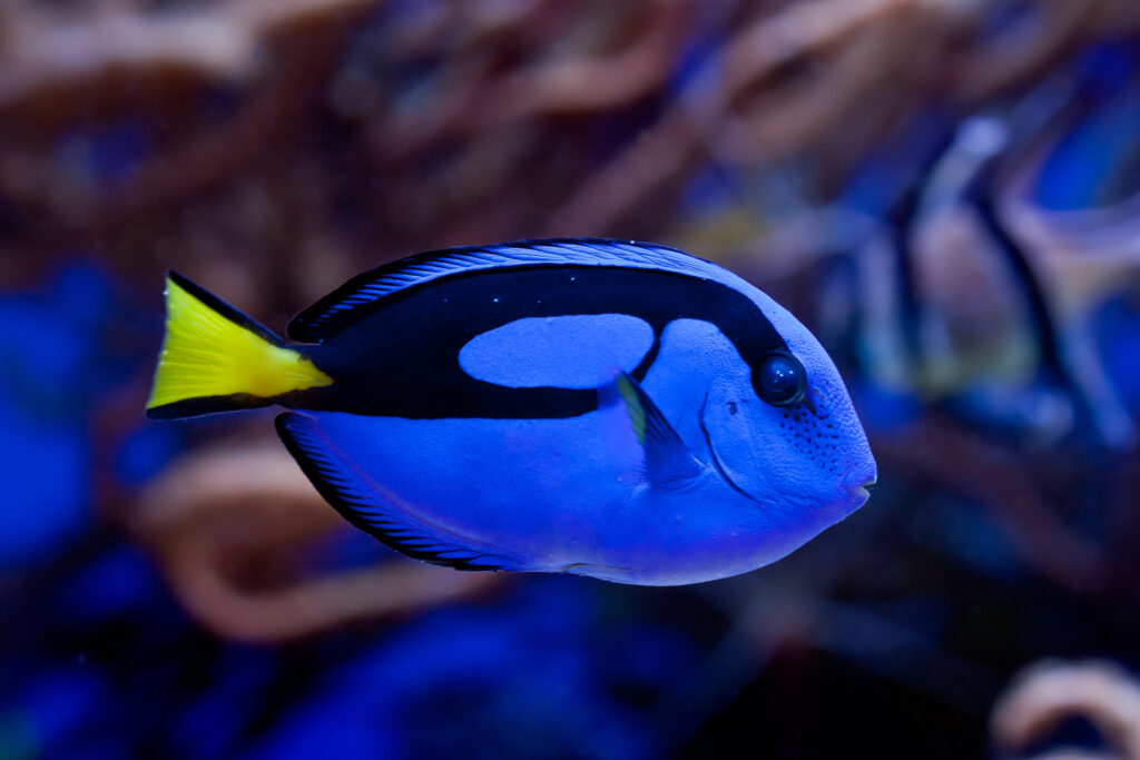 Paracanthurus hepatus is a species of Indo-Pacific surgeonfish. 
