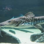 Tiger Shovelnose Catfish