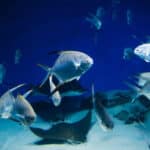 Palometa