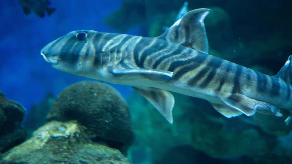 Zebra Bullhead Shark