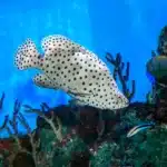Panther Grouper