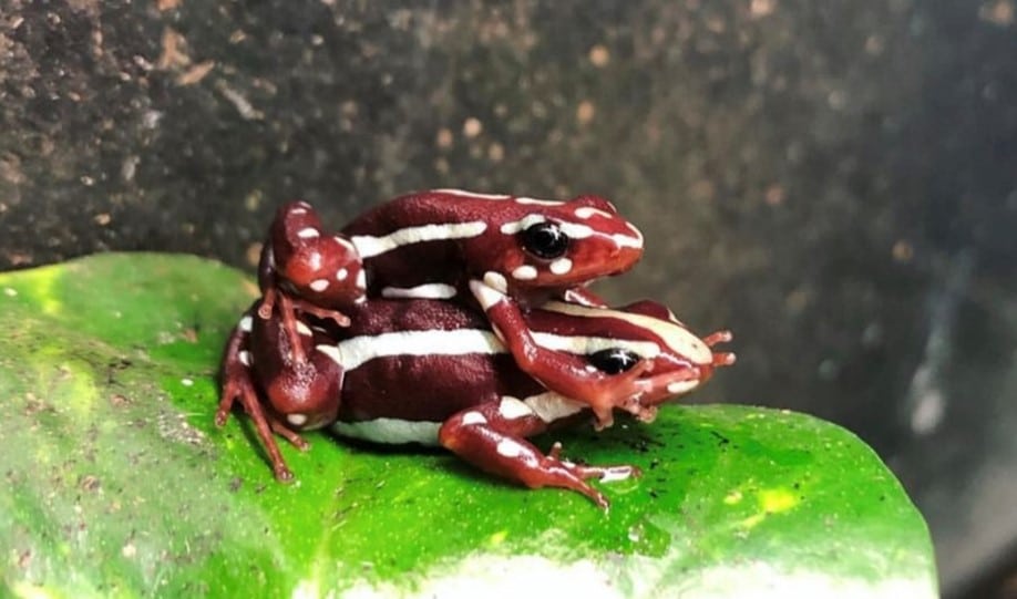 Life Cycle of a Frog: Explained