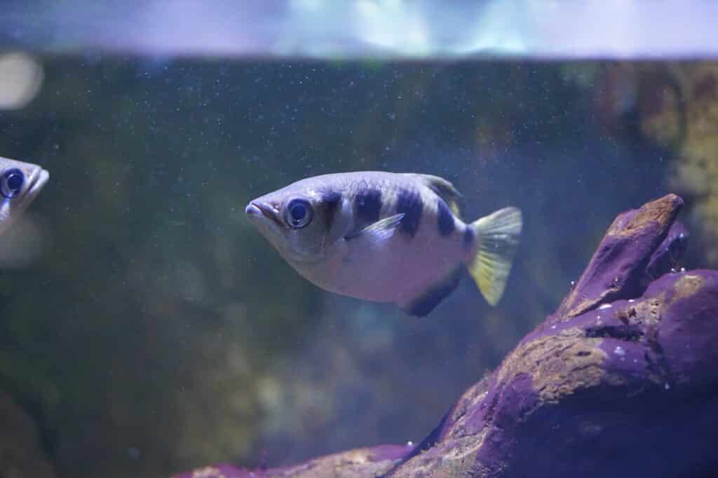 Archer Fish