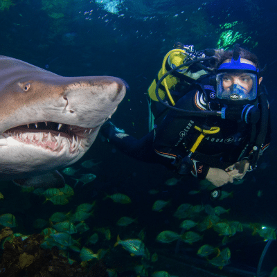 Jaw-some Dive Experiences
