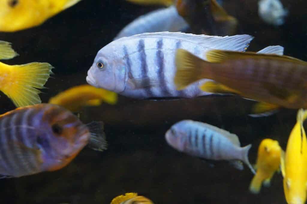 The Extraordinary Fish of Lake Malawi: Africa’s Freshwater Phenomenon