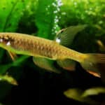 Splash Tetra