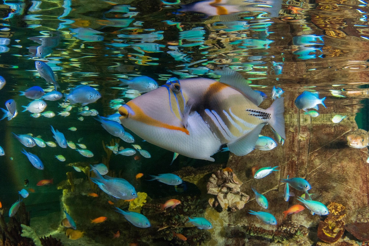 Coral Cave Tropical Fish
