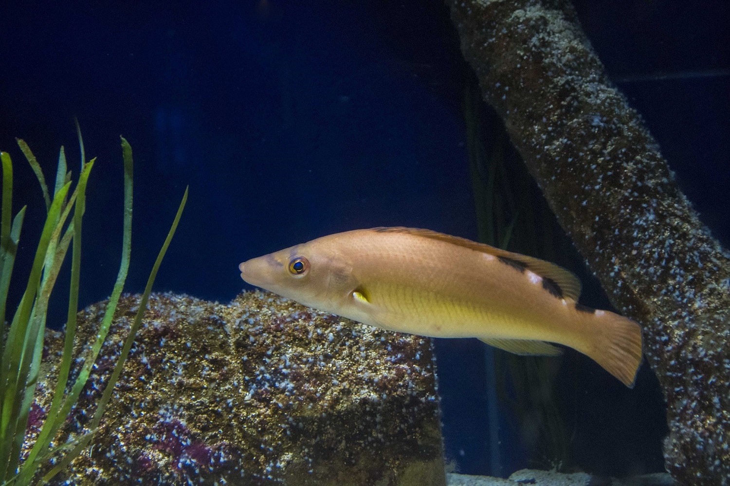 Female Cuckoo Wrasse, bony or cartilaginous?