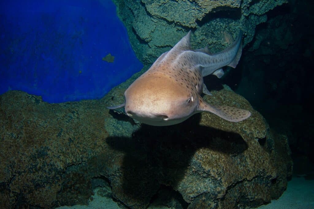 Why Are Sharks Endangered: Top 5 Questions Answered
