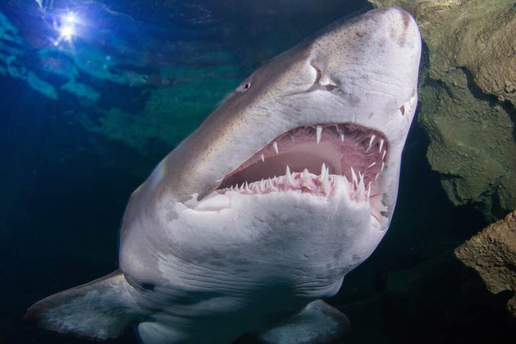 The growing shark family: Arabian Carpet Shark