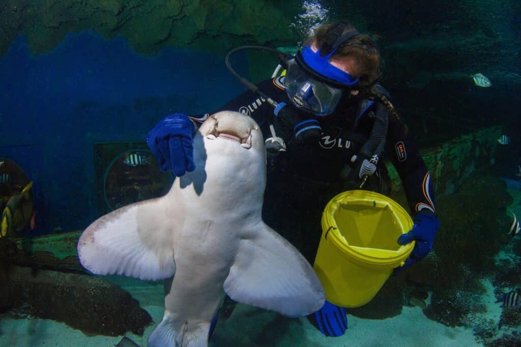 Shark Week at Blue Planet Aqaurium