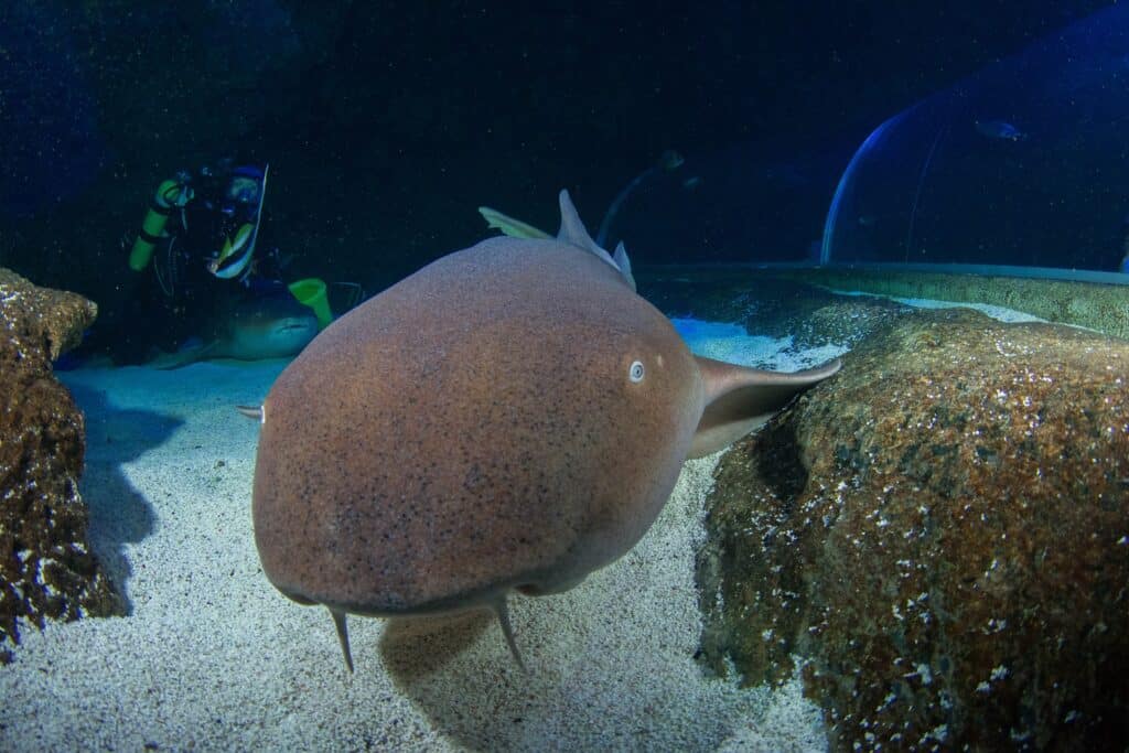 SUPERSIZED SHARK WEEK IS HERE!
