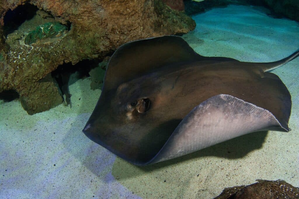 Stingrays