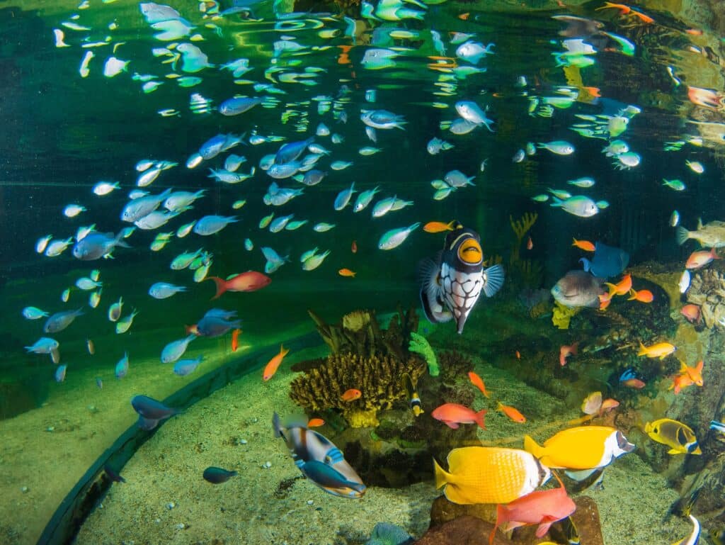 Chromis, New at Blue Planet Aquarium 2020