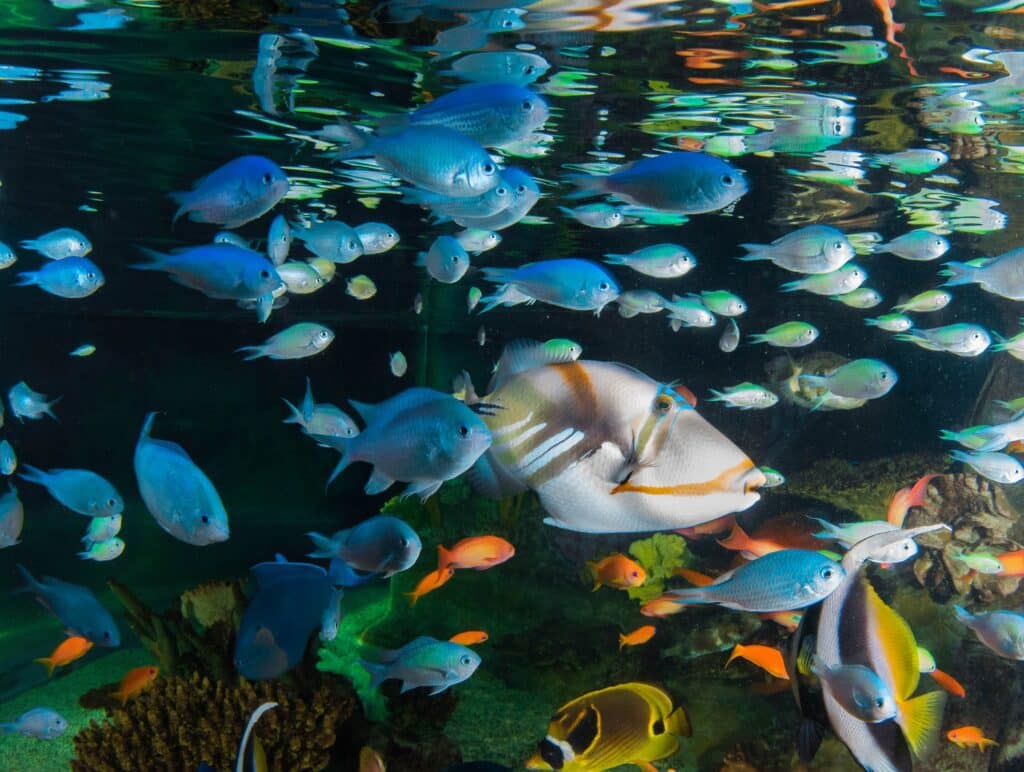 Stock-take at Blue Planet Aquarium